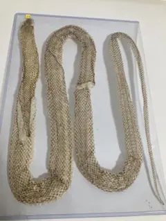 2026年最新】アオダイショウ 抜け殻の人気アイテム - メルカリ