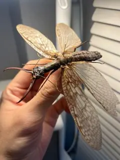 2026年最新】オオキバヘビトンボの人気アイテム - メルカリ