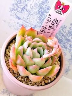 2026年最新】ルイパパの人気アイテム - メルカリ