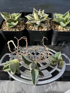 2026年最新】皇冠 子株の人気アイテム - メルカリ