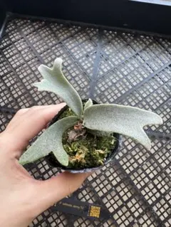 2026年最新】jenny tcの人気アイテム - メルカリ