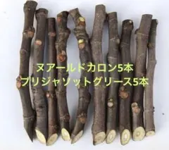 2026年最新】いちぢく穂木の人気アイテム - メルカリ