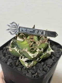 2026年最新】アガベクラウンの人気アイテム - メルカリ