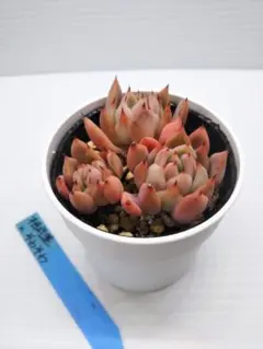 2026年最新】おらいさん苗 そわそわの人気アイテム - メルカリ