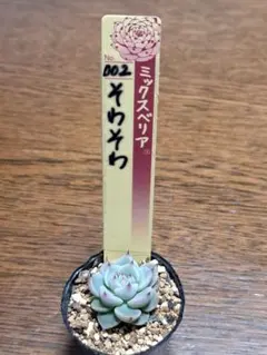 2026年最新】おらいさん苗 そわそわの人気アイテム - メルカリ