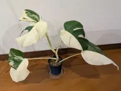 2026年最新】モンステラホワイトタイガーの人気アイテム - メルカリ