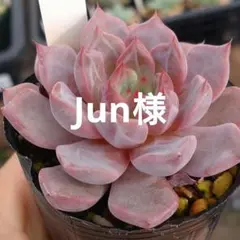 2026年最新】リンゼアナ 中里の人気アイテム - メルカリ