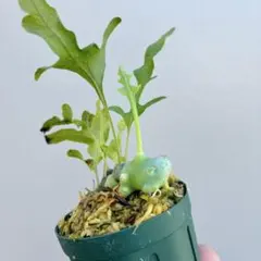 2026年最新】レカノプテリス バルゴイの人気アイテム - メルカリ