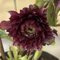 2026年最新】広瀬園芸のクレオパトラの人気アイテム - メルカリ