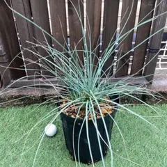 2026年最新】カリバナスフーケリーの人気アイテム - メルカリ