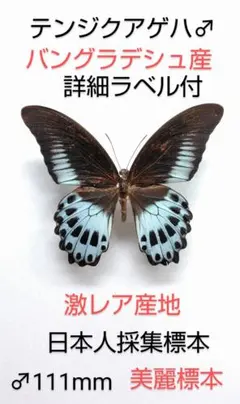 2026年最新】蝶々標本の人気アイテム - メルカリ