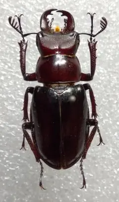 2026年最新】ミクラ 標本の人気アイテム - メルカリ