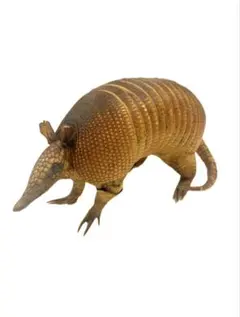 2026年最新】アルマジロ剥製の人気アイテム - メルカリ