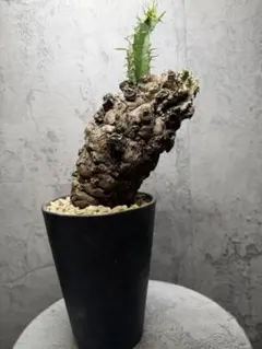 2026年最新】ユーフォルビアムランジーナの人気アイテム - メルカリ