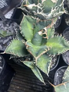 2026年最新】スーパーチタノタ カクタスグリーンの人気アイテム - メルカリ