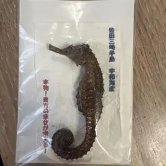 2026年最新】テン 剥製の人気アイテム - メルカリ