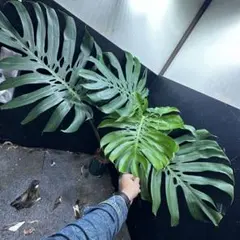 2026年最新】モンステラ デリシオーサ マクロコズムの人気アイテム