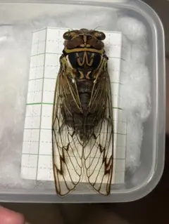 2026年最新】標本 の人気アイテム - メルカリ