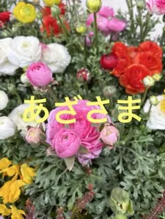 2026年最新】マチャットの人気アイテム - メルカリ