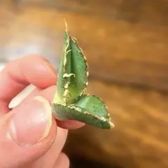 子株販売 超特選 実生株 ブルー葉 アガベ ユタエンシス エボリスピナ