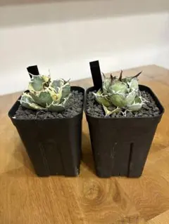 2026年最新】アガベ bb錦の人気アイテム - メルカリ