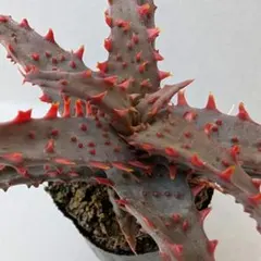 2026年最新】ロウルサンコの人気アイテム - メルカリ