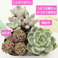 2026年最新】つぶつぶ屋 あられの人気アイテム - メルカリ