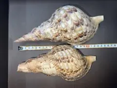 2026年最新】ホラガイの人気アイテム - メルカリ