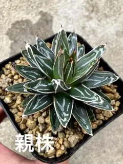 2026年最新】アガベ 姫笹の雪の人気アイテム - メルカリ