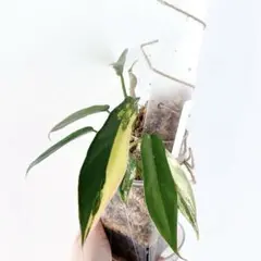 2026年最新】フィロデンドロントータムの人気アイテム - メルカリ