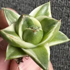 2026年最新】アガベピンキーの人気アイテム - メルカリ