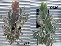 2026年最新】willinckii jennyの人気アイテム - メルカリ