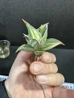 2026年最新】サンセベリア ピングイキュラの人気アイテム - メルカリ