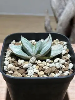 2026年最新】ガステリア 臥牛の人気アイテム - メルカリ