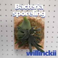 2026年最新】willinckii bacteriaの人気アイテム - メルカリ