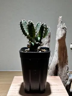 2026年最新】ムランジーナの人気アイテム - メルカリ