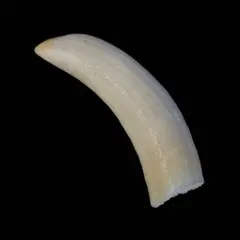 2026年最新】クジラの歯の人気アイテム - メルカリ