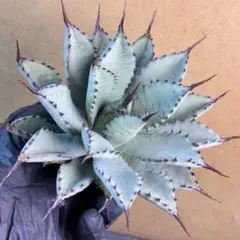 2026年最新】アガベ陽炎の人気アイテム - メルカリ