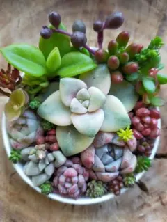 2026年最新】多肉植物 そのまま飾れる寄せ植えの人気アイテム - メルカリ