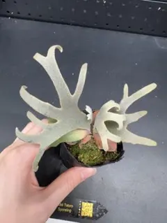 2026年最新】totor ビカクシダの人気アイテム - メルカリ