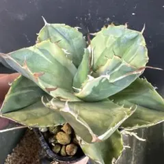 2026年最新】アガベセットうりの人気アイテム - メルカリ