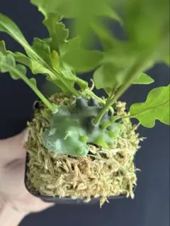 2026年最新】レカノプテリス バルゴイの人気アイテム - メルカリ