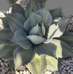 2026年最新】吉祥天 アガベ錦の人気アイテム - メルカリ