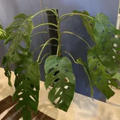 2026年最新】モンステラドゥビアの人気アイテム - メルカリ