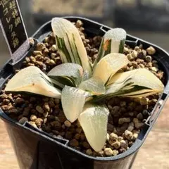 2026年最新】ハオルチア コレクタ錦の人気アイテム - メルカリ