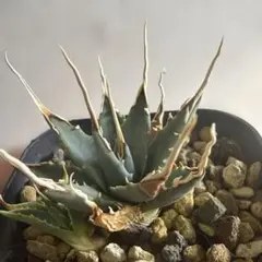 2026年最新】アガベ エボリスピナの人気アイテム - メルカリ