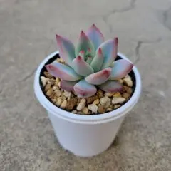 2026年最新】リンゼアナ 中里の人気アイテム - メルカリ