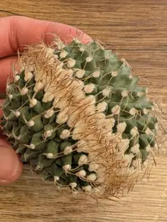 2026年最新】菊水 サボテンの人気アイテム - メルカリ