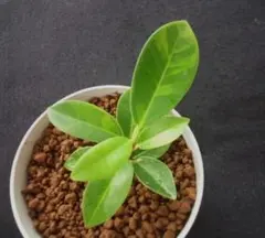 2026年最新】ガジュマル 斑入りの人気アイテム - メルカリ