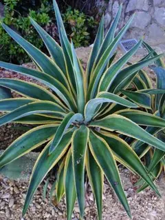 2026年最新】アガベ アメリカーナ 大株の人気アイテム - メルカリ